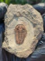 Trilobita Fóssil Euloma REF005