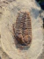 Trilobita Fóssil Euloma REF005 - comprar online