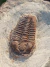 Trilobita Fóssil Euloma REF005 na internet