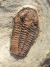 Trilobita Fóssil Euloma REF005 - Fósseis Brasil