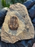 Trilobita Fóssil Euloma REF003