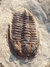 Trilobita Fóssil Euloma REF003 - comprar online