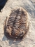 Trilobita Fóssil Euloma REF003 na internet