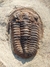 Trilobita Fóssil Euloma REF003 - Fósseis Brasil