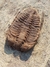 Trilobita Fóssil Parabathycheilus REF002 - comprar online