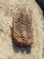 Trilobita Fóssil Parabathycheilus REF002 na internet