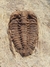 Trilobita Fóssil Parabathycheilus REF002 - Fósseis Brasil