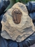 Trilobita Fóssil Euloma REF004