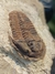 Trilobita Fóssil Euloma REF004 - comprar online