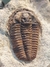 Trilobita Fóssil Euloma REF004 - Fósseis Brasil