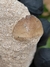 Dente de Mosassauro Fóssil (Globidens) REF009 - comprar online