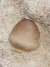 Dente de Mosassauro Fóssil (Globidens) REF012 - comprar online