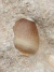Dente de Mosassauro Fóssil (Globidens) REF012 na internet