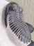 Trilobita Fóssil Hollardops REF019 - Fósseis Brasil