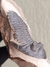 Trilobita Fóssil Hollardops REF021 - comprar online