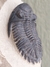 Trilobita Fóssil Hollardops REF021 - Fósseis Brasil