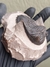 Trilobita Fóssil Hollardops REF022