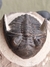 Trilobita Fóssil Hollardops REF022 - loja online