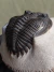 Imagem do Trilobita Fóssil Hollardops REF026