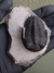 Trilobita Fóssil Hollardops REF031 - comprar online
