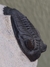 Trilobita Fóssil Hollardops REF031 na internet