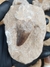 Dente de Mosassauro Fóssil REF152