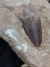Dente de Mosassauro Fóssil REF152 - comprar online
