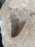 Dente de Mosassauro Fóssil REF152 na internet