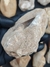 Dente de Mosassauro Fóssil REF152 - Fósseis Brasil