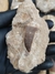 Dente de Mosassauro Fóssil REF153