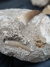 Dente de Mosassauro Fóssil REF156 - Fósseis Brasil