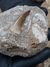 Dente de Mosassauro Fóssil REF156 - loja online