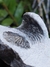 Trilobita Fóssil Scabriscutellum REF005 - comprar online