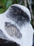 Trilobita Fóssil Scabriscutellum REF005 na internet