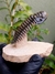 Trilobita Fóssil Crotalocephalina REF022 na internet