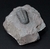 Trilobita Fóssil Austerops REF002 - comprar online