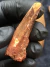 Dente Espinossauro Fóssil REF042 - Fósseis Brasil