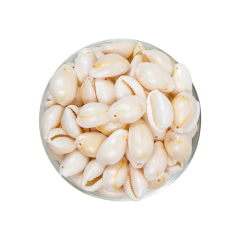 Buzios Caracoles Completos Grande 16 x 18 MM - comprar online