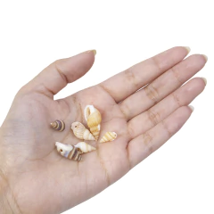 Caracol Natural Marron Claro - tienda online