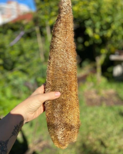 Semillas De Luffa - comprar online