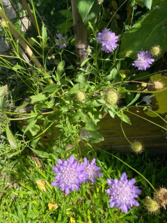 Semillas Escabiosas en internet