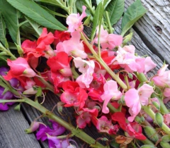 Semillas de Balsamina - comprar online