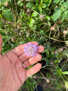 Semillas Escabiosas - comprar online