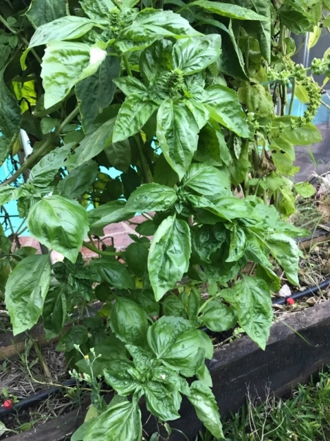 Semillas de albahaca