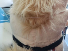 Cubrebocas - Doggos - OrenJuiceArt