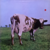 Pink Floyd – Atom Heart Mother na internet