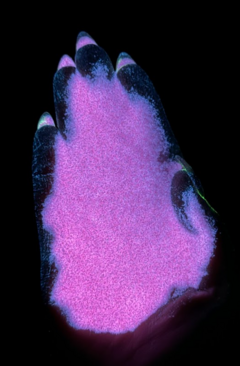 YGC08 008 (Glow in the dark)