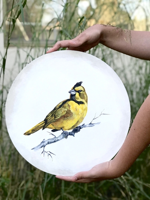 Cardenal amarillo - modelo por pedido