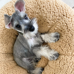 Imagen de Cama Nido Coco