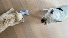 Juguete Roy Celeste y Blanco para perros en internet